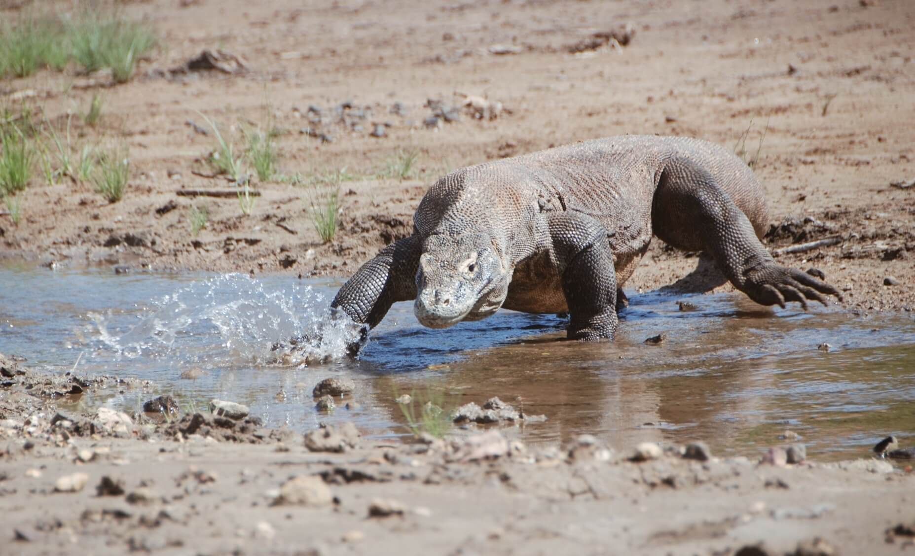 Komodo Dragon