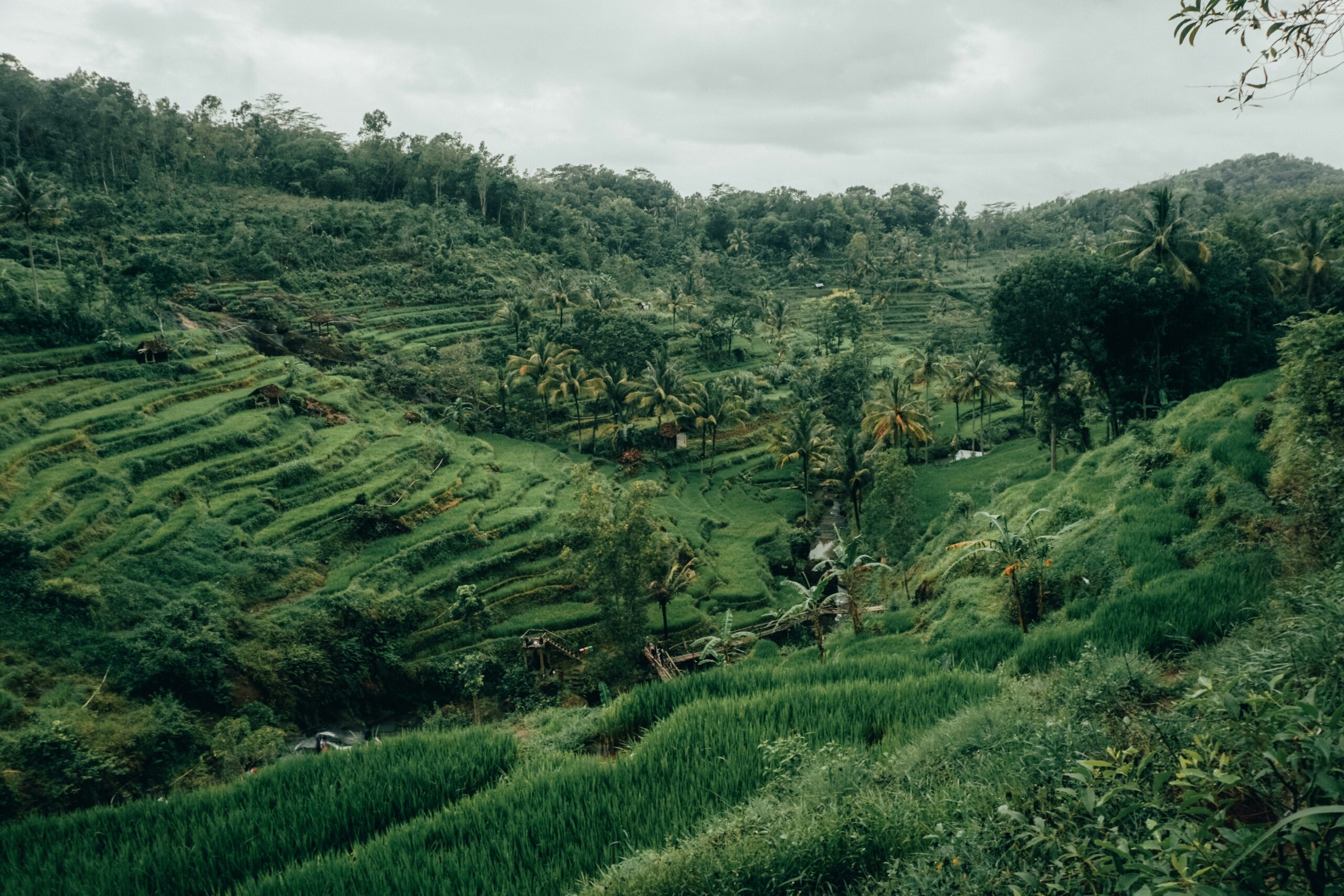 Rice Field